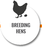 Breeding hens