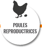 Poules reproductrices