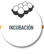 Incubación