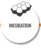 Incubation