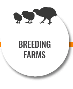 Breeding farms