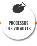 Processus des volailles